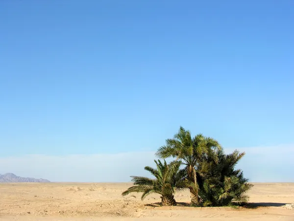 Oasis in desert — Stock Photo, Image