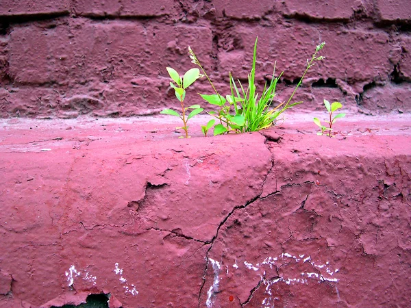 stock image Sprout on old wall