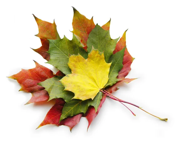 Three red yellow green maple leaves on white — Stock Photo, Image