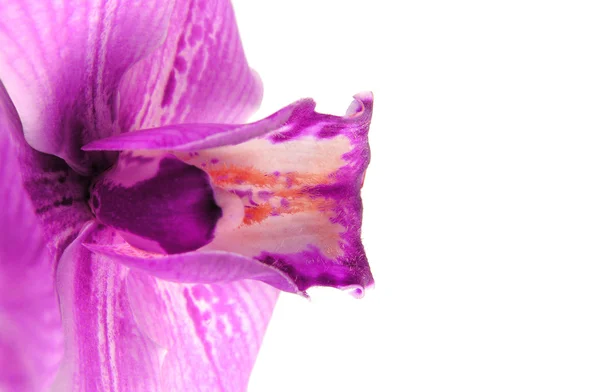 Veilchen-Orchidee — Stockfoto