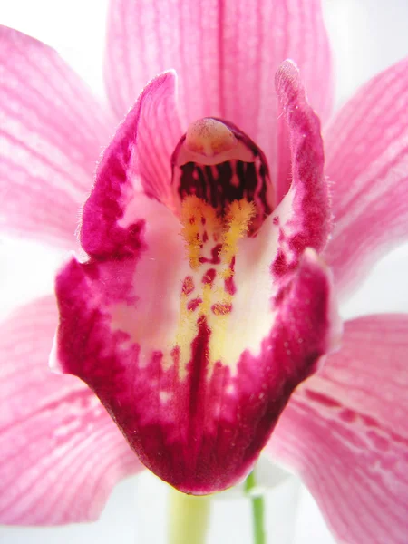Орхідея 3 — стокове фото