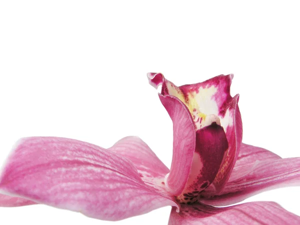 Следующая красная орхидея — стоковое фото