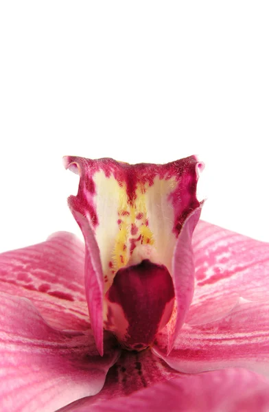 Orhidee roșie — Fotografie, imagine de stoc
