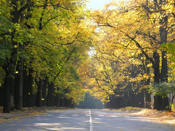 Strada con foglie giallo autunno — Foto Stock