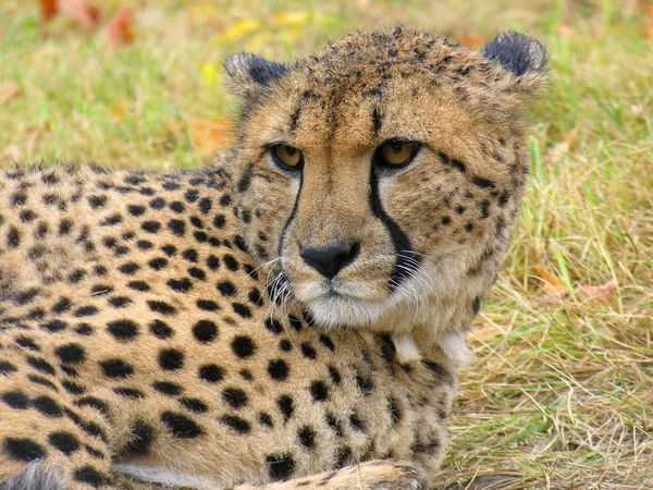 Leoparden-Nahaufnahme — Stockfoto