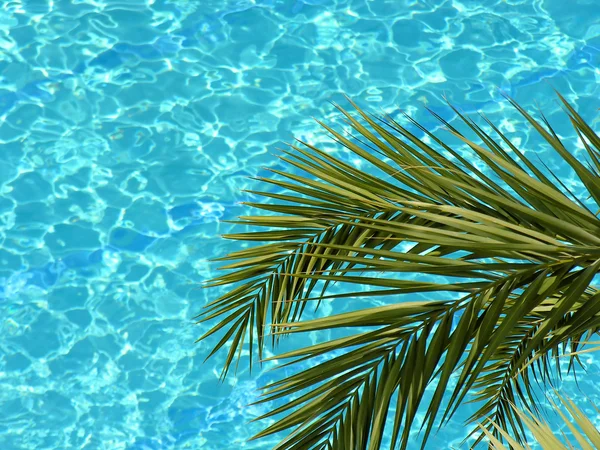 Palma e piscina de água — Fotografia de Stock