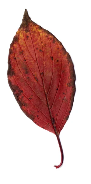 Осенний лист — стоковое фото
