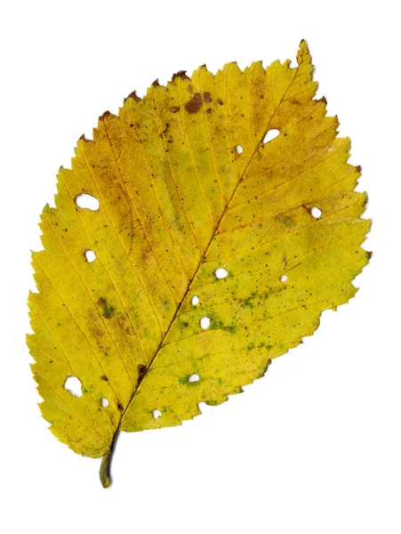 Yellow autumnal leaf — Stock Photo, Image