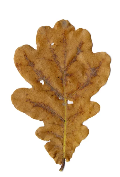가 오크 잎 — 스톡 사진