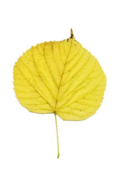 Hoja amarilla de otoño — Foto de Stock