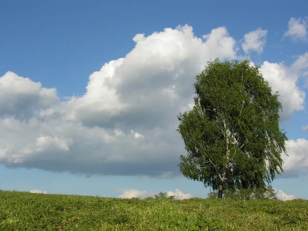 Birch on meadow — Stock Photo, Image