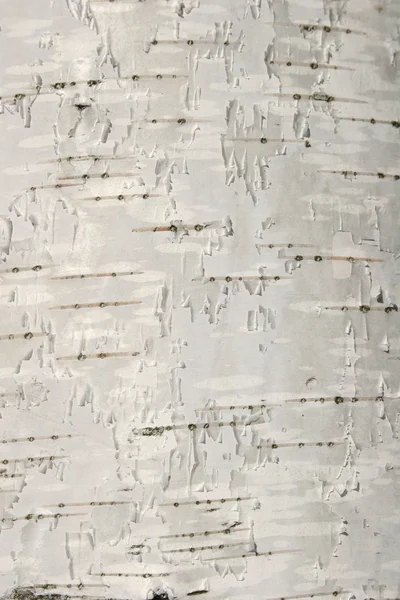 Birch texture — Stock Photo, Image