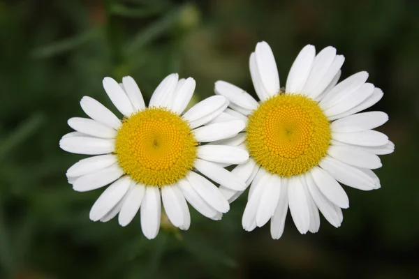 Two camomiles — Stock Photo, Image