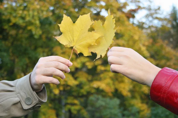 Пара рук с кленовыми листьями — стоковое фото