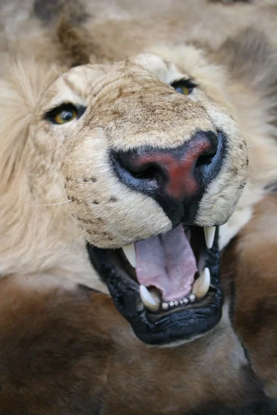 ライオン — ストック写真
