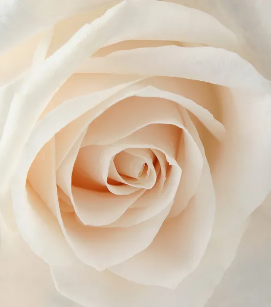 Bílá růže detail — Stock fotografie