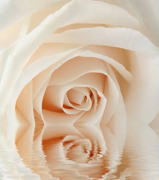 Biała Róża zbliżenie — Zdjęcie stockowe