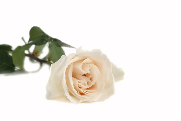 Biała Róża 1 — Zdjęcie stockowe