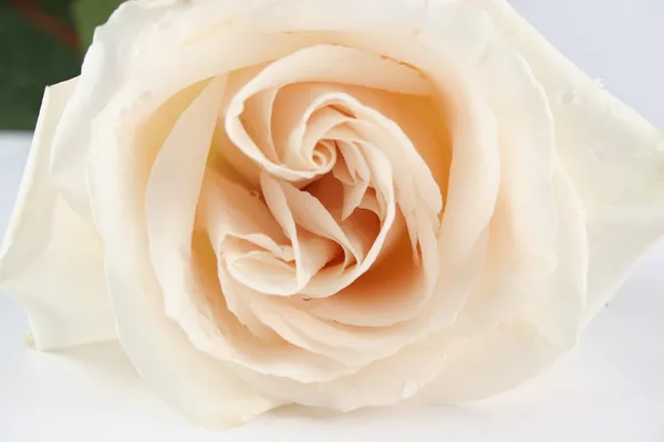 Rosa branca 2 — Fotografia de Stock
