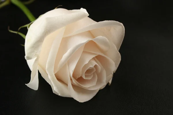 Rose blanche sur noir — Photo