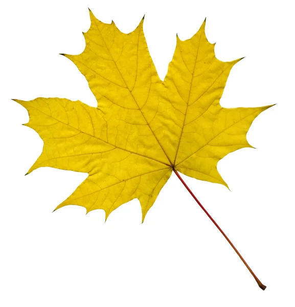 Sarı akçaağaç yaprağı — Stok fotoğraf