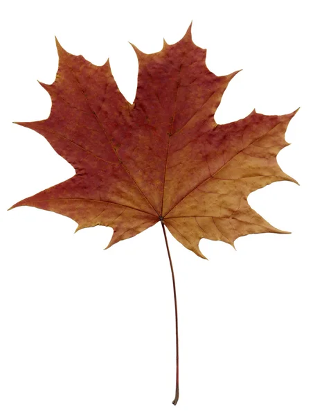 갈색 단풍 잎 — 스톡 사진