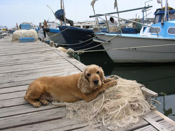 Море собака — стокове фото