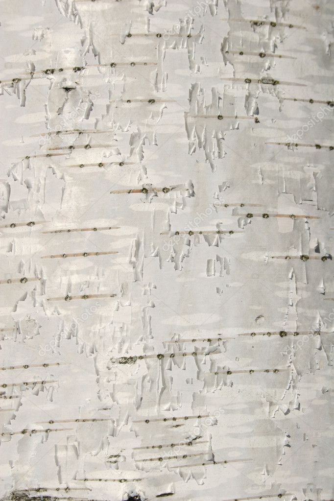 Birch texture — Stock Photo © Paha_L #3642806