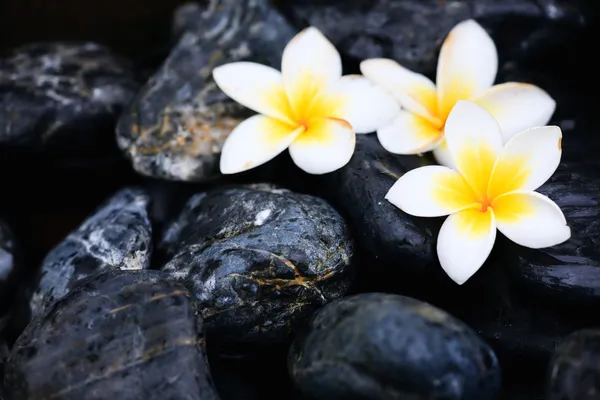 Frangipani blommor och spa stenar — Stockfoto