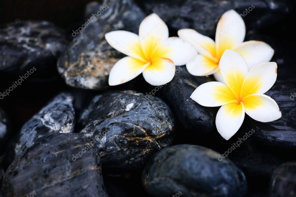 Frangipani flowers and spa stones