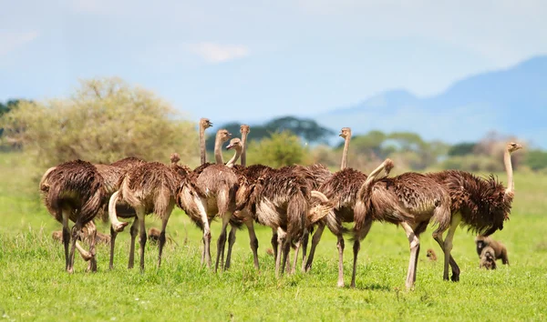 Família das avestruzes — Fotografia de Stock