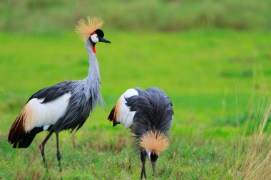 Black Crowned Crane clipart