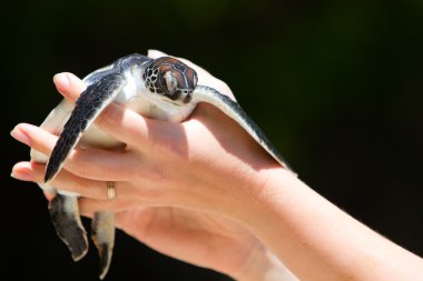 Baby sea turtle clipart