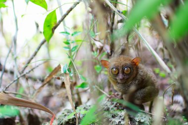 Tarsier clipart