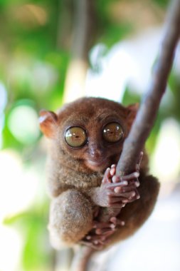 Tarsier