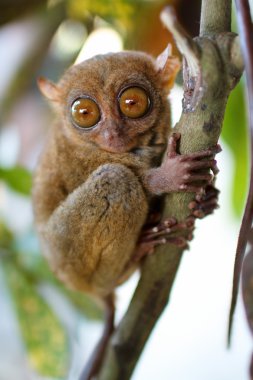 Tarsier clipart