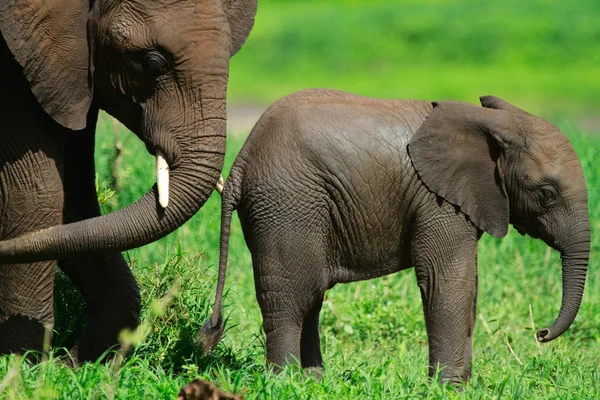 Elefanter — Stockfoto