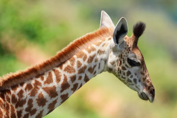 Giraffenbaby — Stockfoto