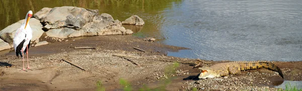 stock image Bird and crocodile