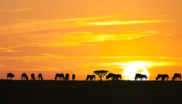 African sunrise — Stockfoto