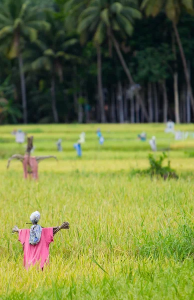 Espantapájaros en campo de arroz —  Fotos de Stock