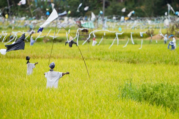 在稻田上的稻草人 — 图库照片