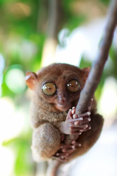 Πιό tarsier — Φωτογραφία Αρχείου
