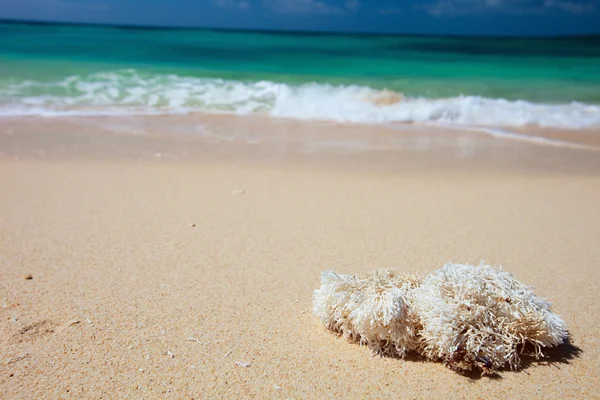 Перфектный пляж — стоковое фото