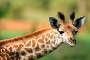 Young giraffe clipart