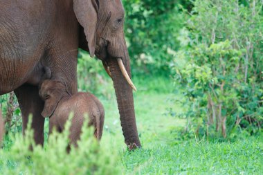 Elephants clipart