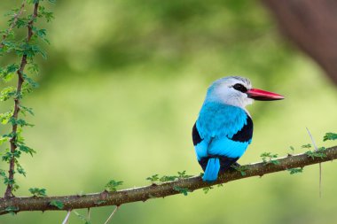 Woodland kingfisher clipart