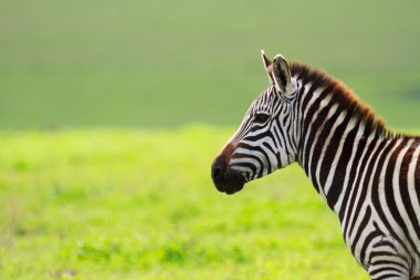 Zebra ngorongoro koruma alanı içinde