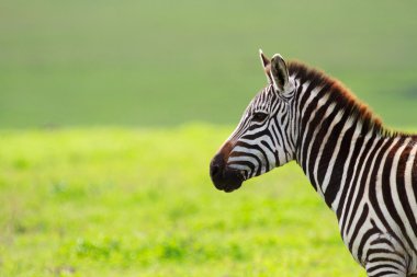 Zebra in Ngorongoro conservation area clipart
