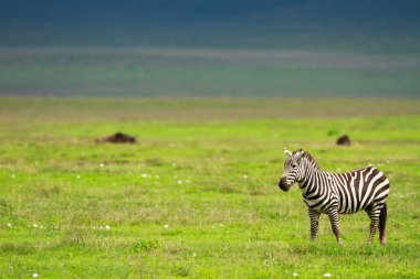 Zebra ngorongoro koruma alanı içinde